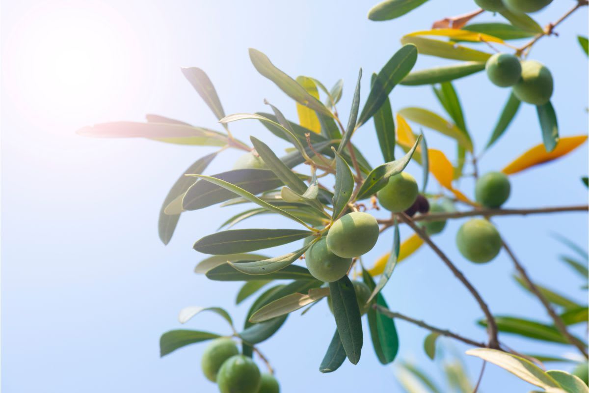Olivenbaum richtig schneiden: Wann schneidest du deine Olivenbäume und wie bekommst du eine volle Krone?