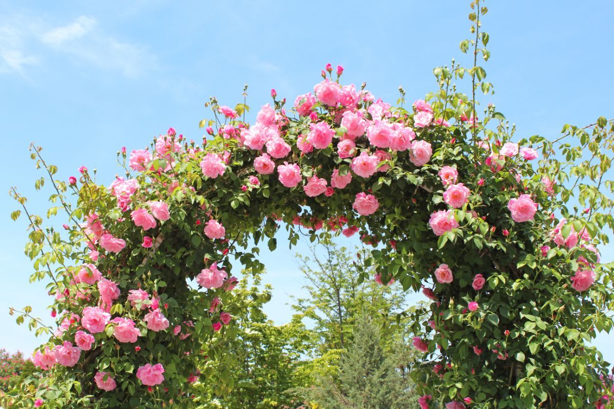 Ein Rosenbogen ist ein echtes Hichlight in jedem Garten. Beim Bau musst du stabiles und witterungsbeständiges Holz verwenden. Da Rosen sehr schwer werden, wird der Rosenbogen am besten mit Erdankern im Boden befestigt.