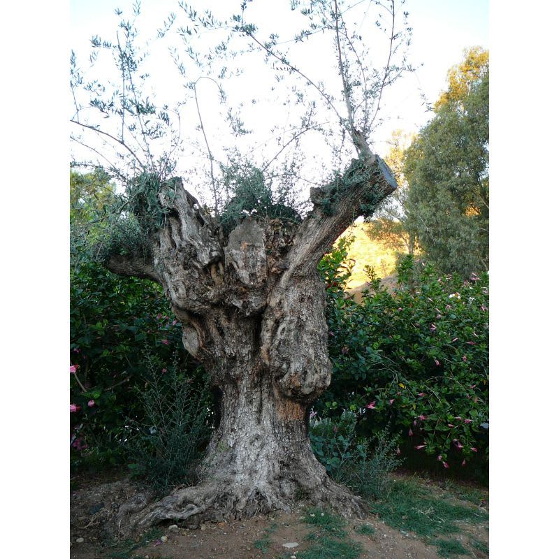 Alte Olivenbäume profiiteren oftmals von einem radikalen Rückschnitt