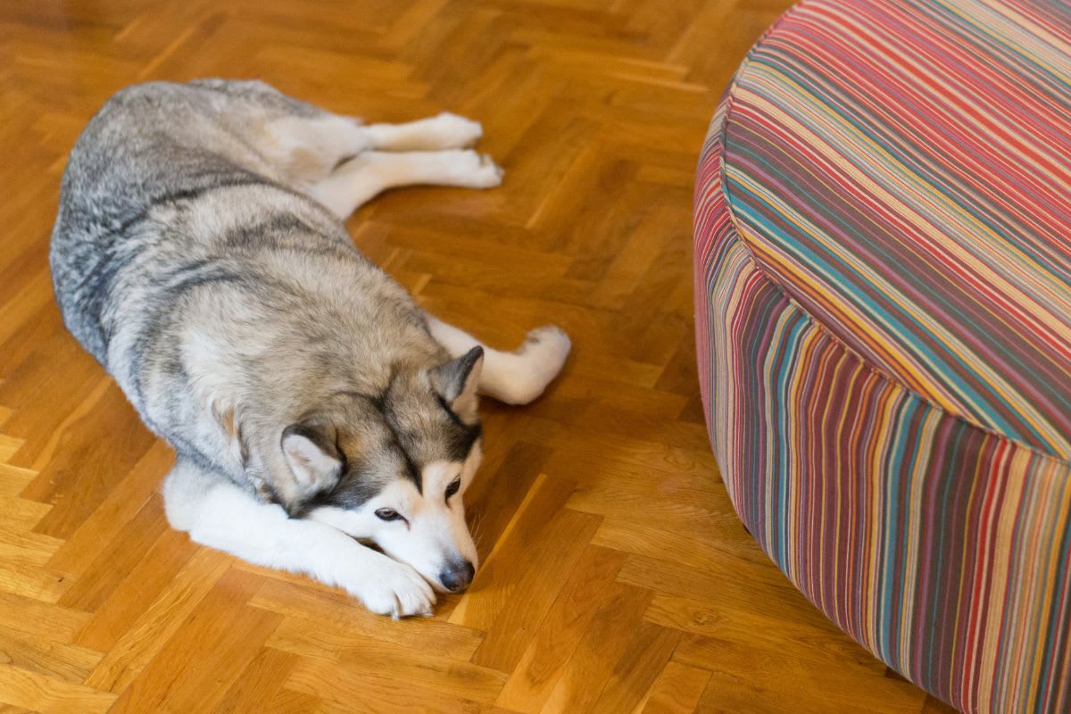 Hund, der entspannt auf einem Parkettboden neben einem Sofa liegt.