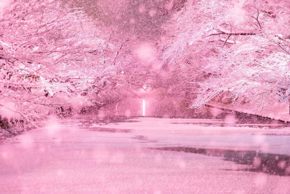 Winter blossom sale