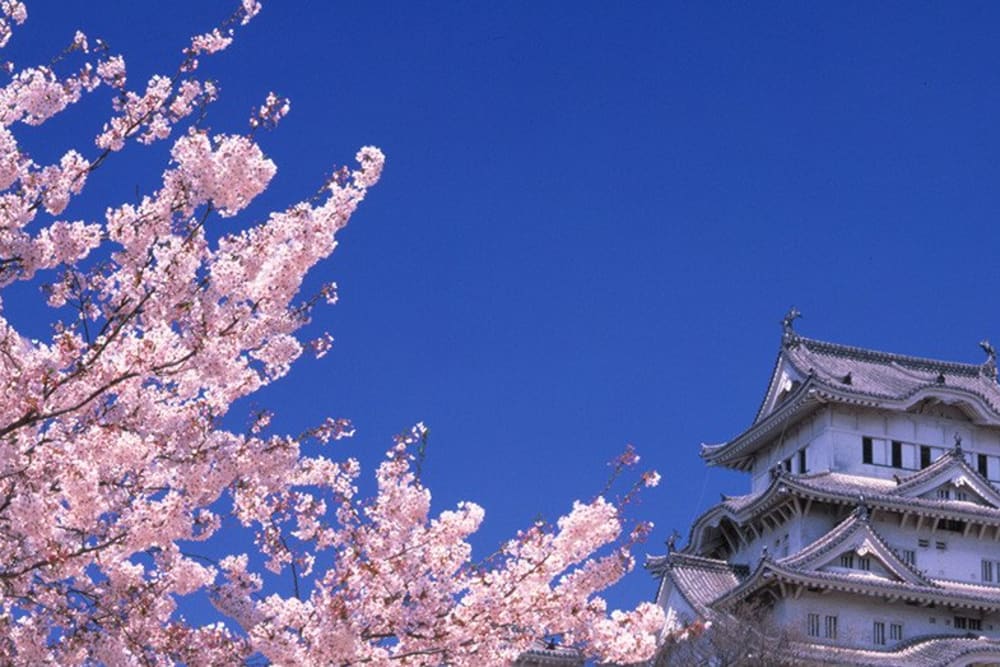 Sakura History - Japan National Tourism Organization