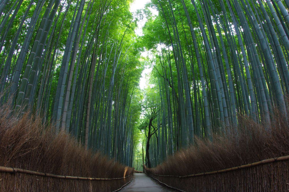 Đường mòn xuyên rừng trúc Arashiyama | Travel Japan (Cơ quan Xúc tiến Du lịch Nhật Bản)