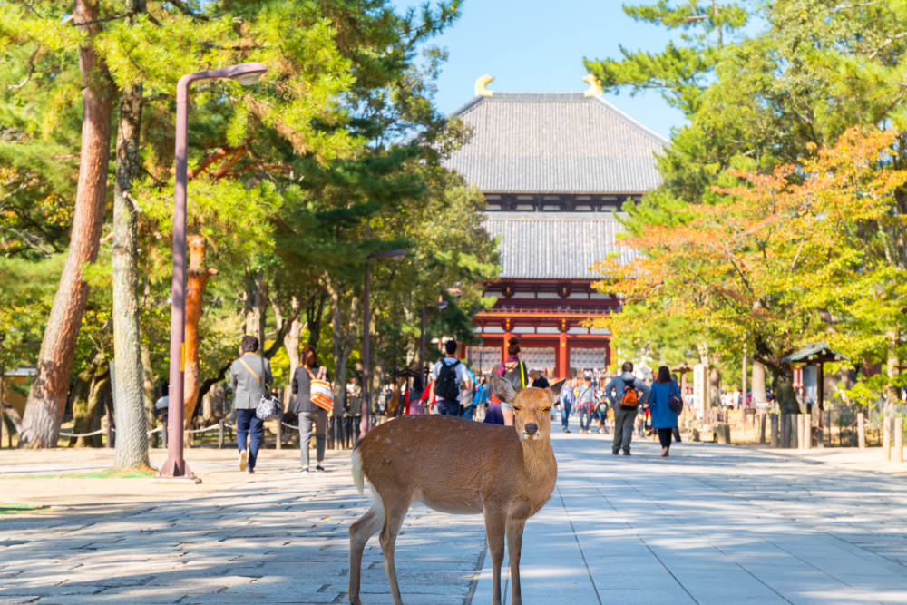 Công viên Nara | Nara | Kansai | Điểm Đến | Travel Japan - Cơ quan Xúc tiến Du lịch Nhật Bản (Trang web chính thức)