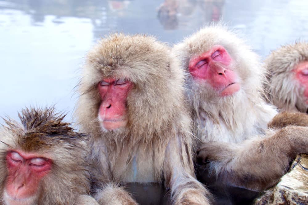 Santuario de los Macacos, Nagano