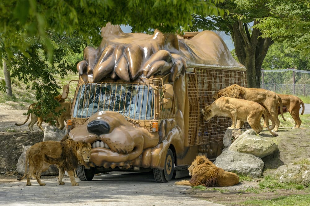 African Safari | Travel Japan - Japan National Tourism Organization (Official Site)