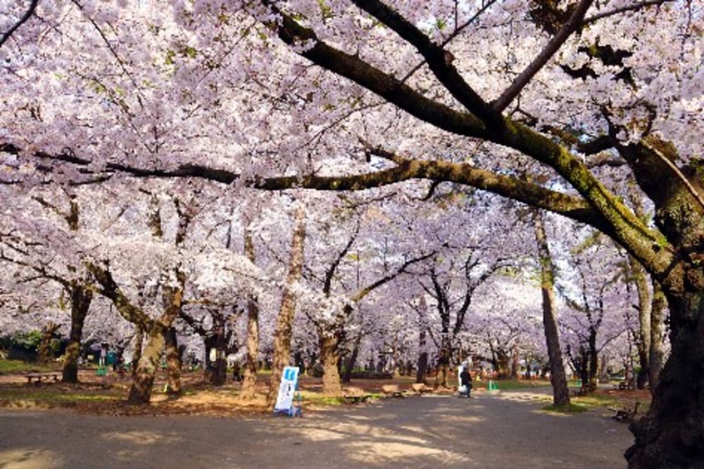 Công viên Omiya | Travel Japan (Cơ quan Xúc tiến Du lịch Nhật Bản)