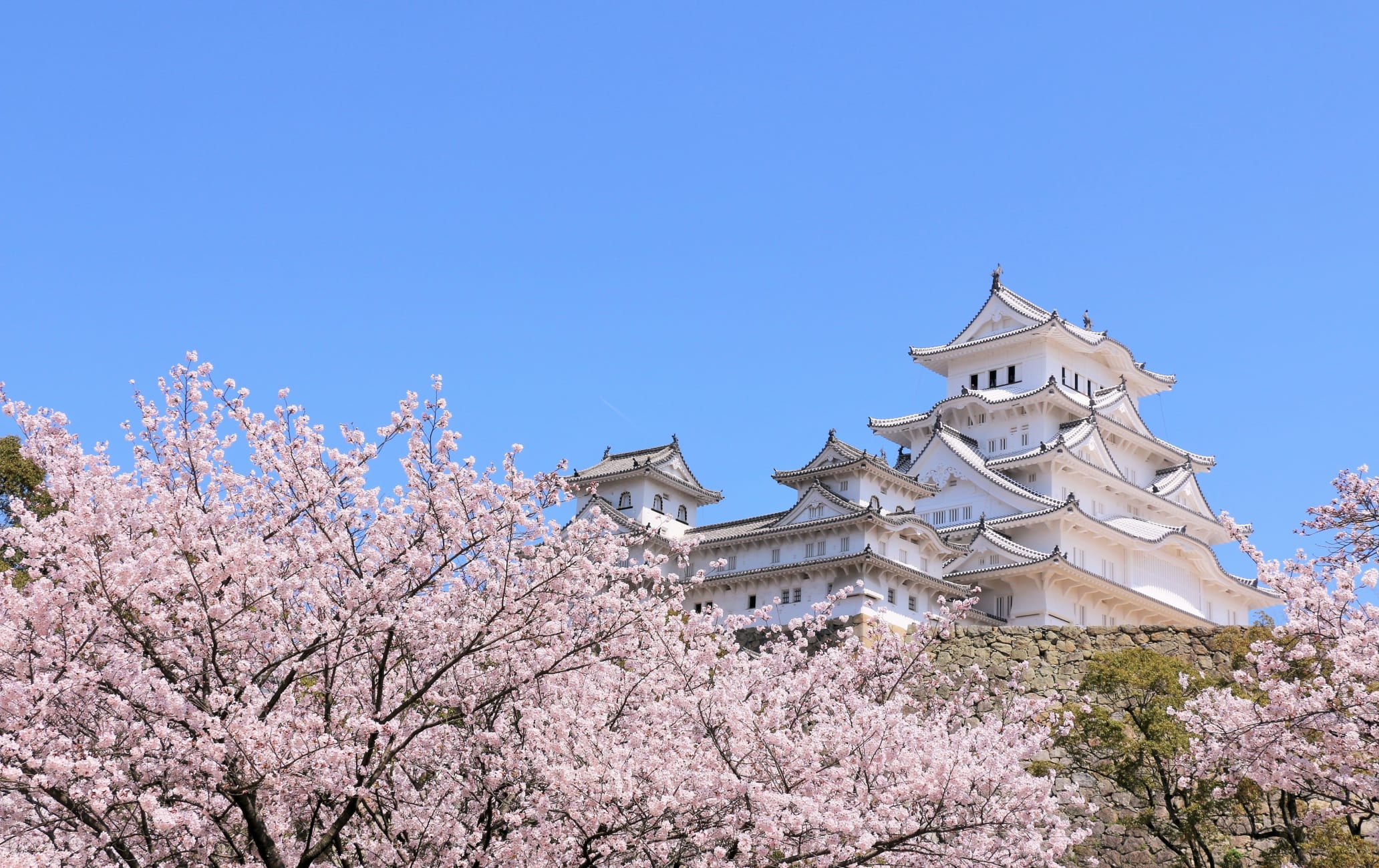 Himeji castle cherry blossom