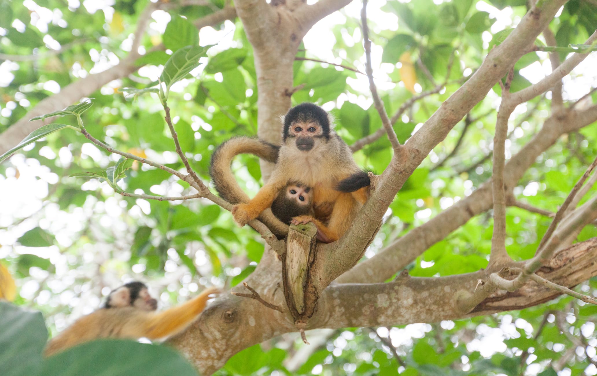 squirrels at Yaima Village