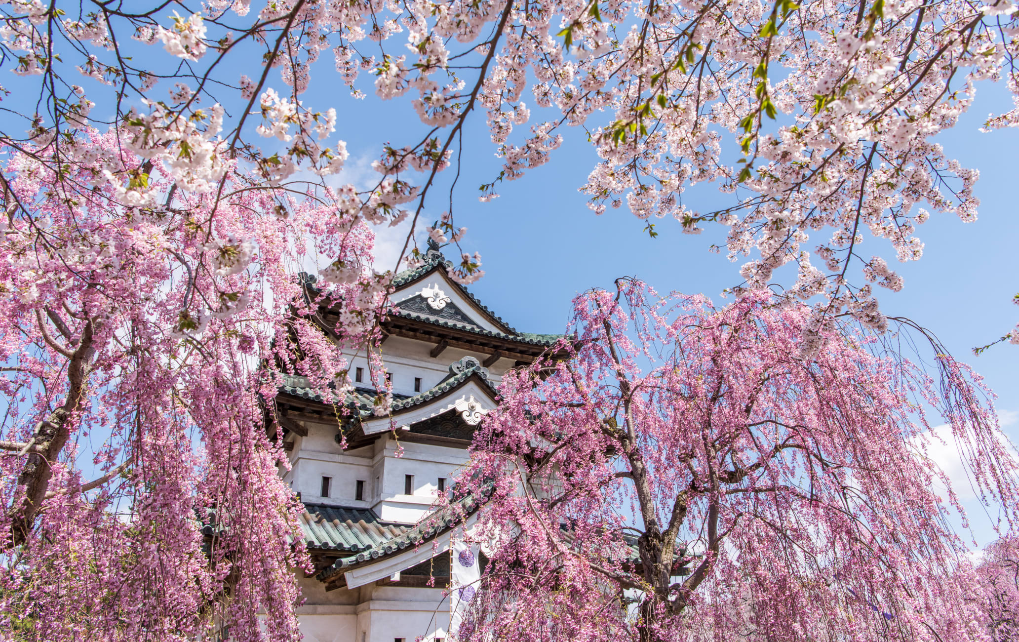 Hirosaki Park Cherry Blossom-SPR