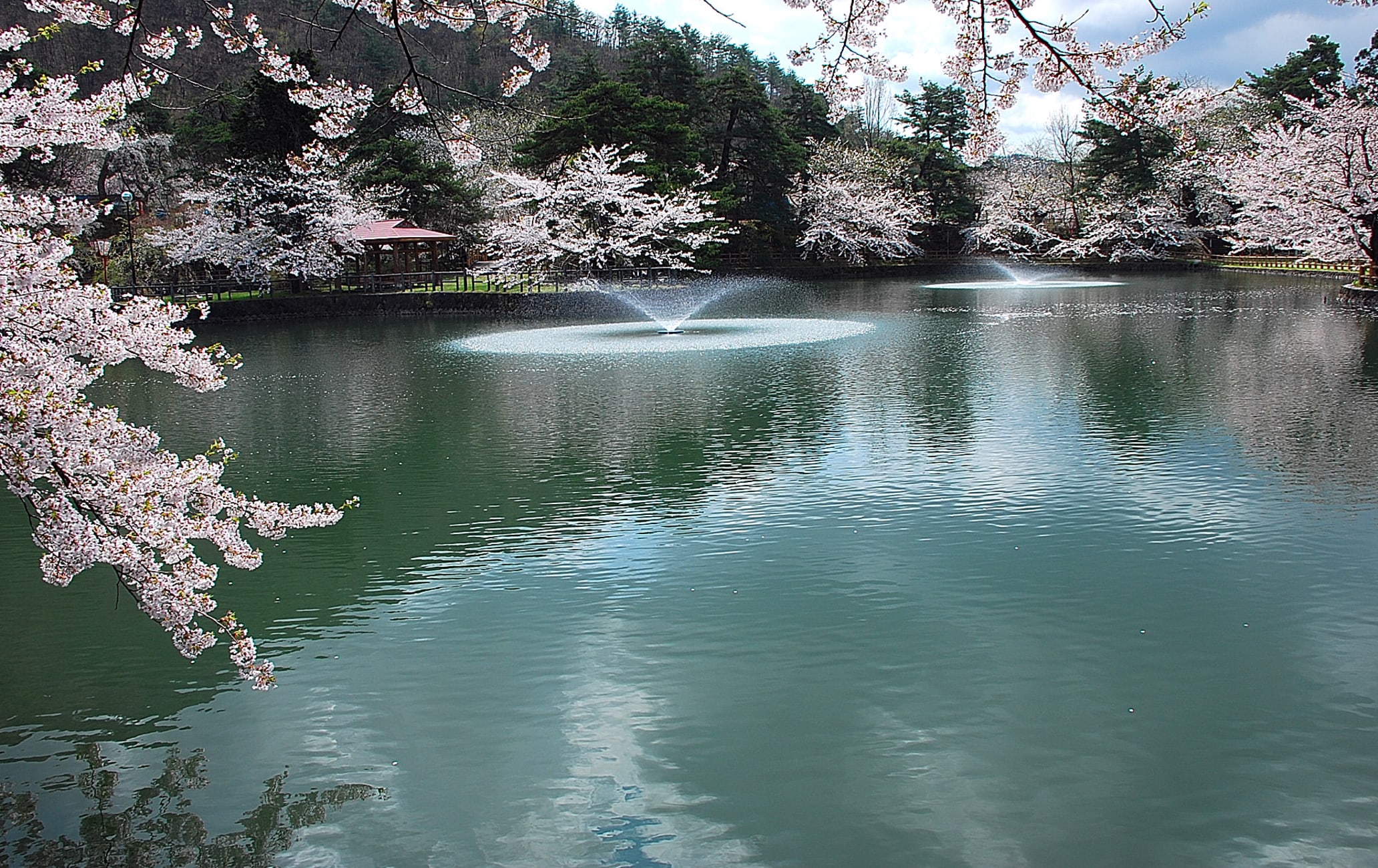 Mato Park-cherry blossom