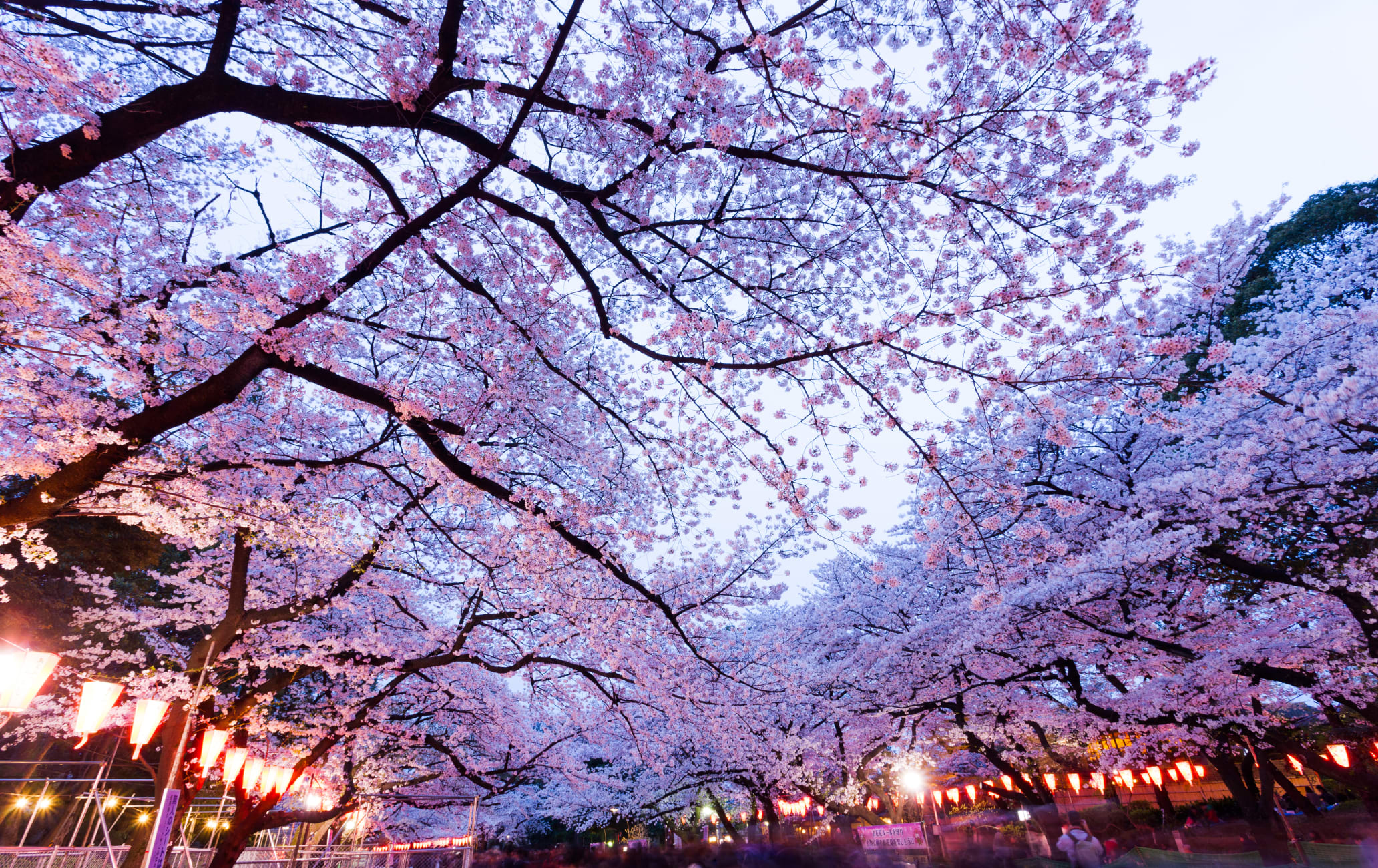 Ueno Park-cherry blossom