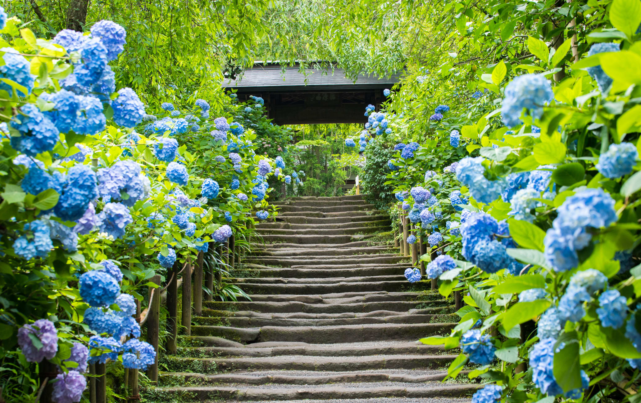 Meigetsu-in Ajisai Temple