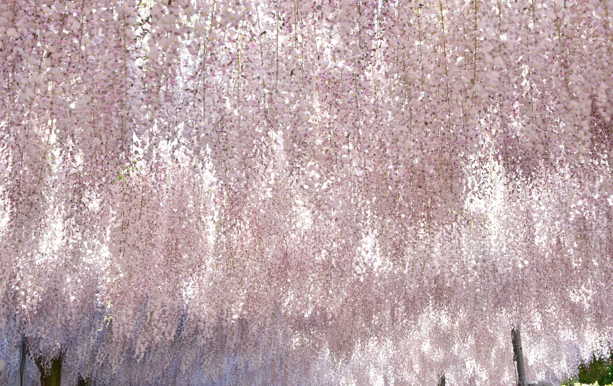 Ashikaga Flower Park-SPR