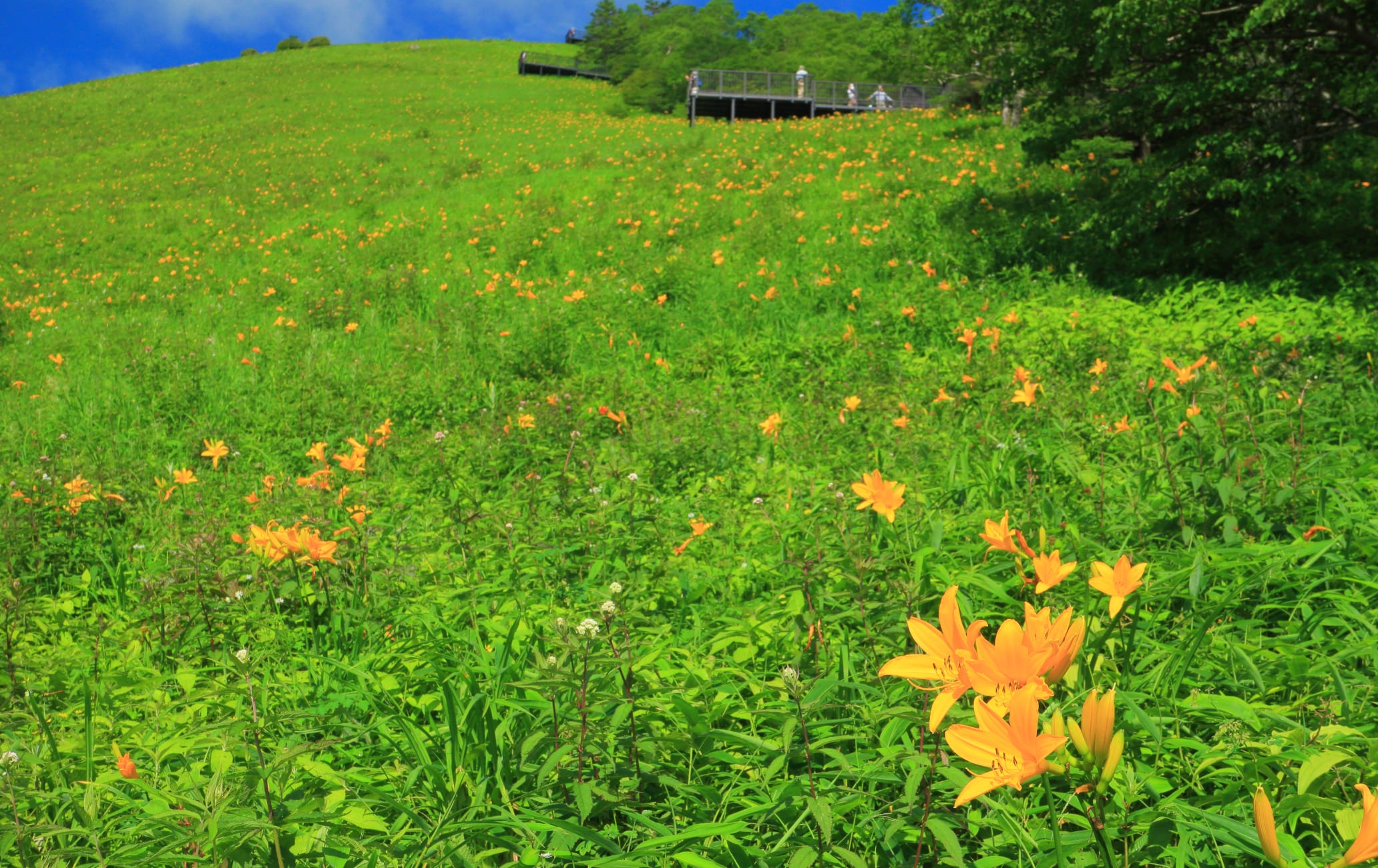 Kisuge Plateau