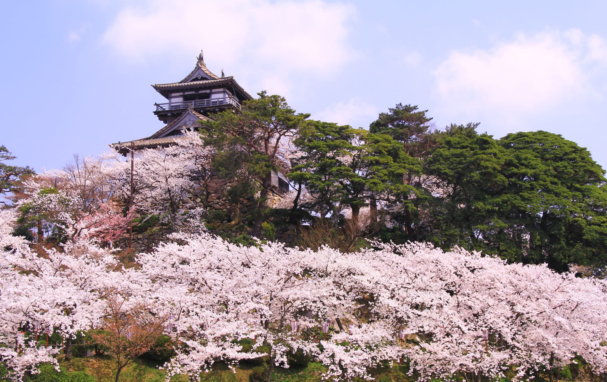 Maruoka Castle - Kasumigajo Castle Park-cherry blossom