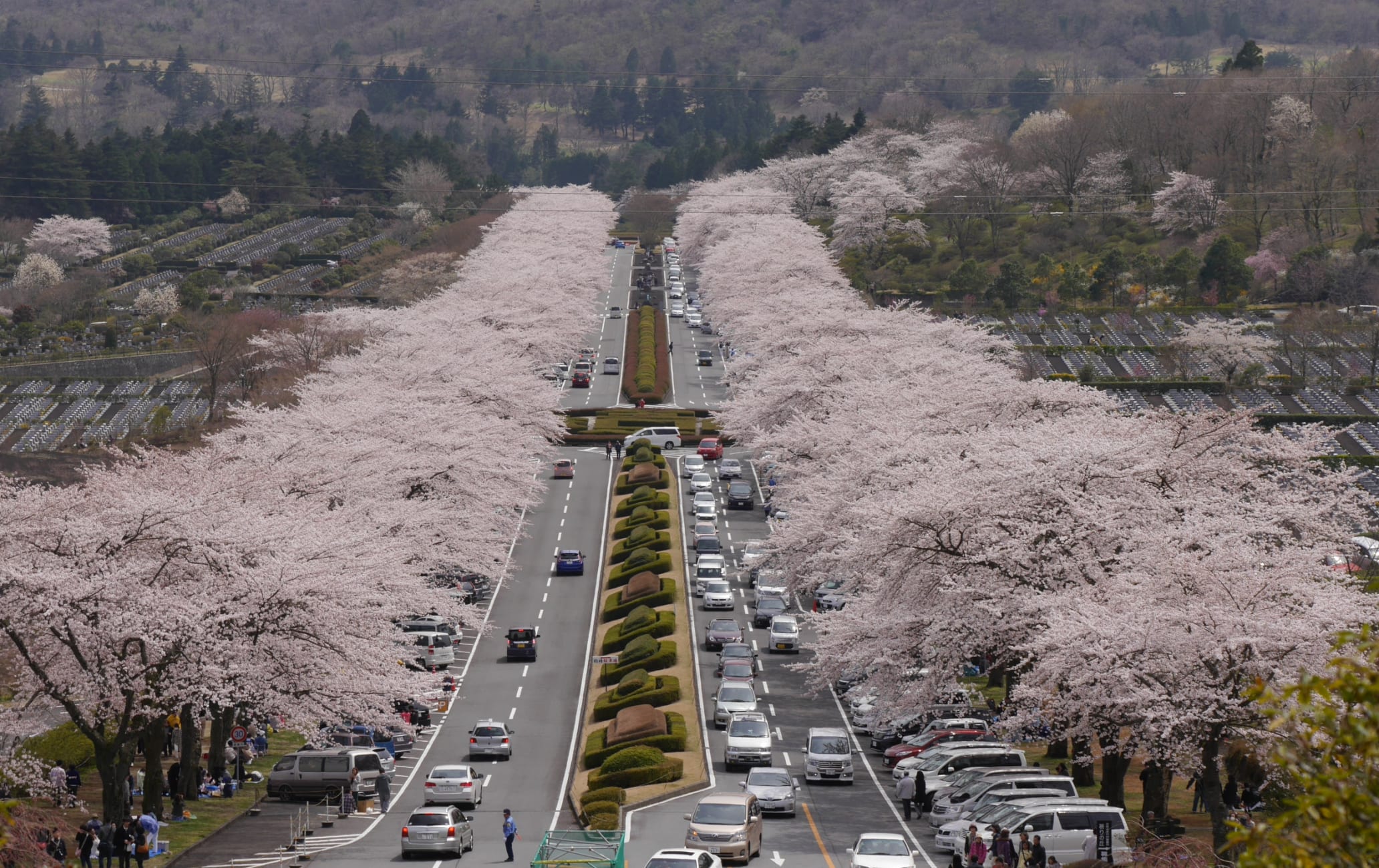 Fuji cemetery park-cherry blossom