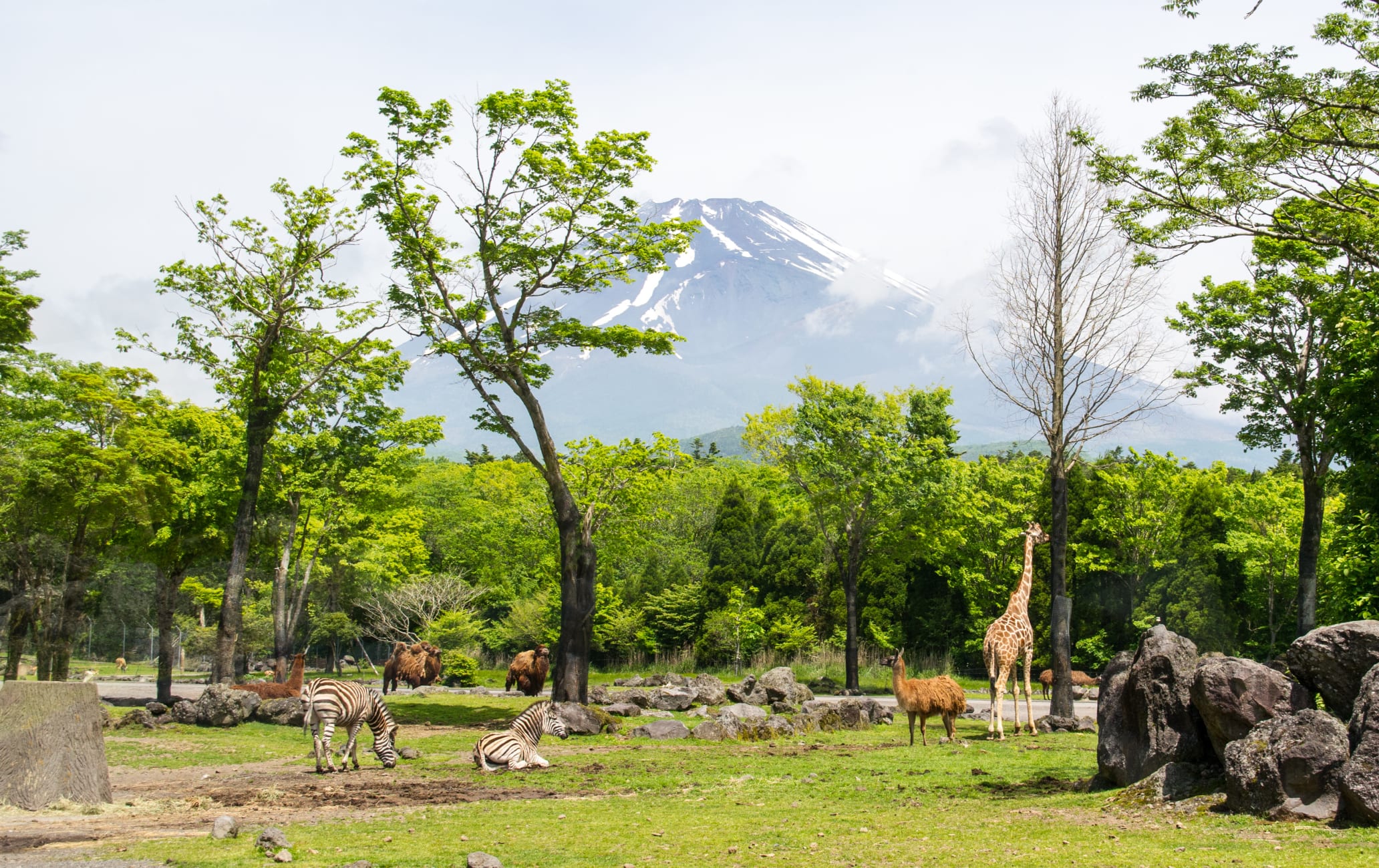 how to go fuji safari park