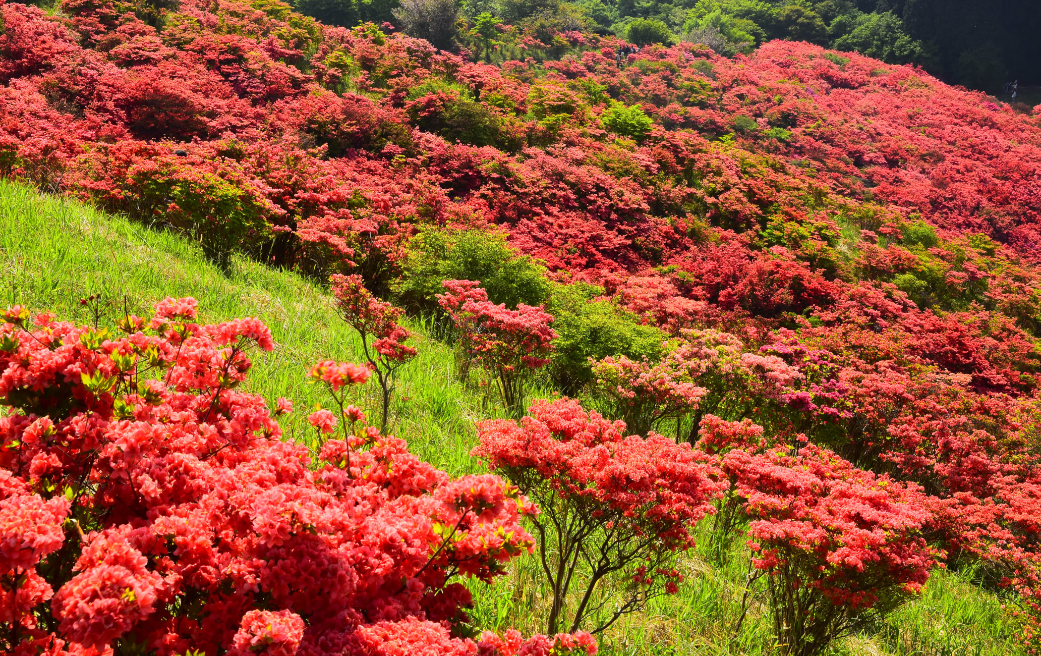 Monte Katsuragi Azalea | Travel Japan (Organización Nacional de Turismo ...