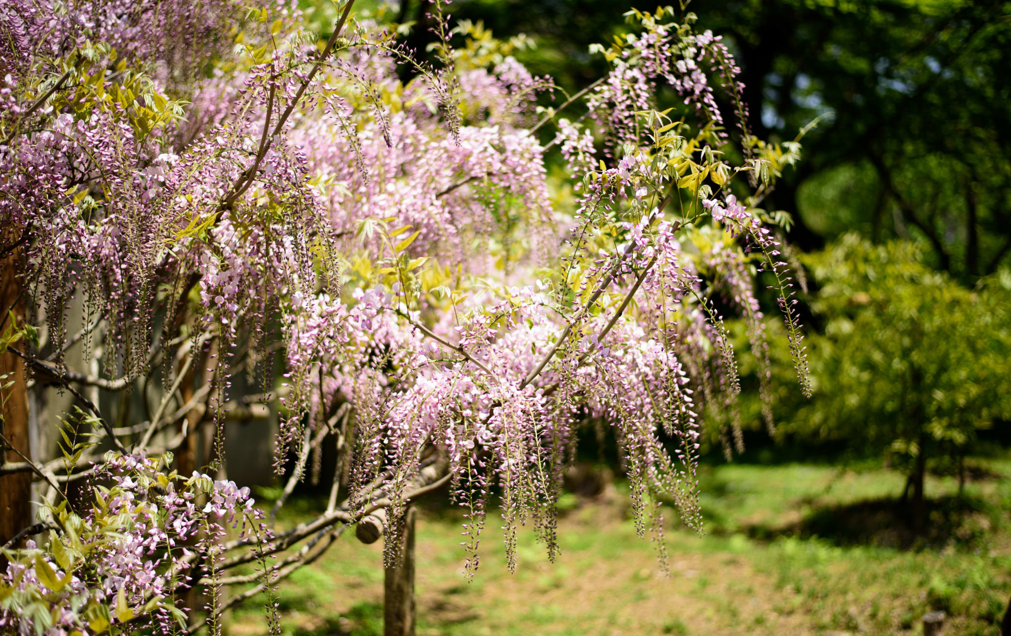 Wisteria of Kasuga-taisha-SPR