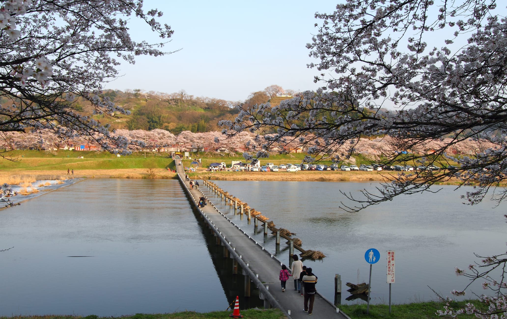 Row Of Cherry Trees On Hiikawa River Bank