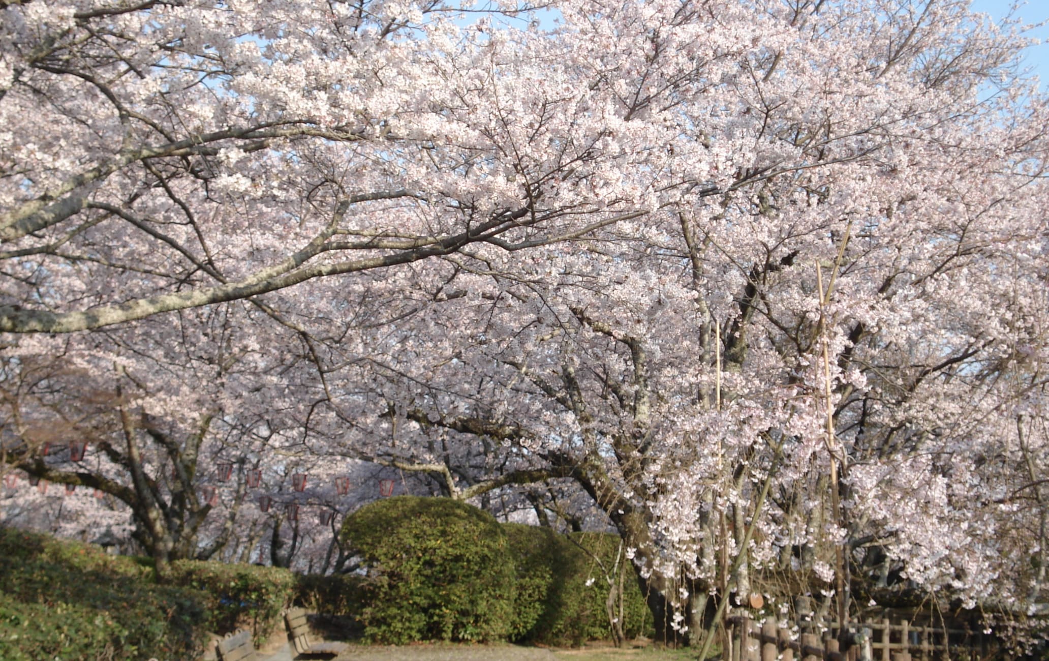 Seibu Park-cherry blossom