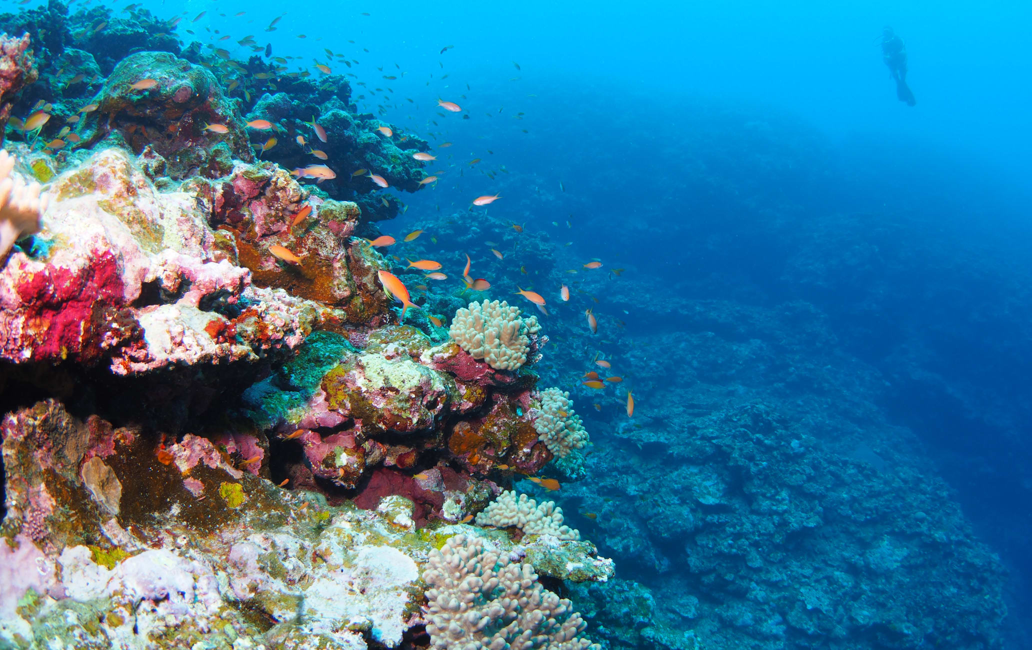 Diving in Ishigaki Island