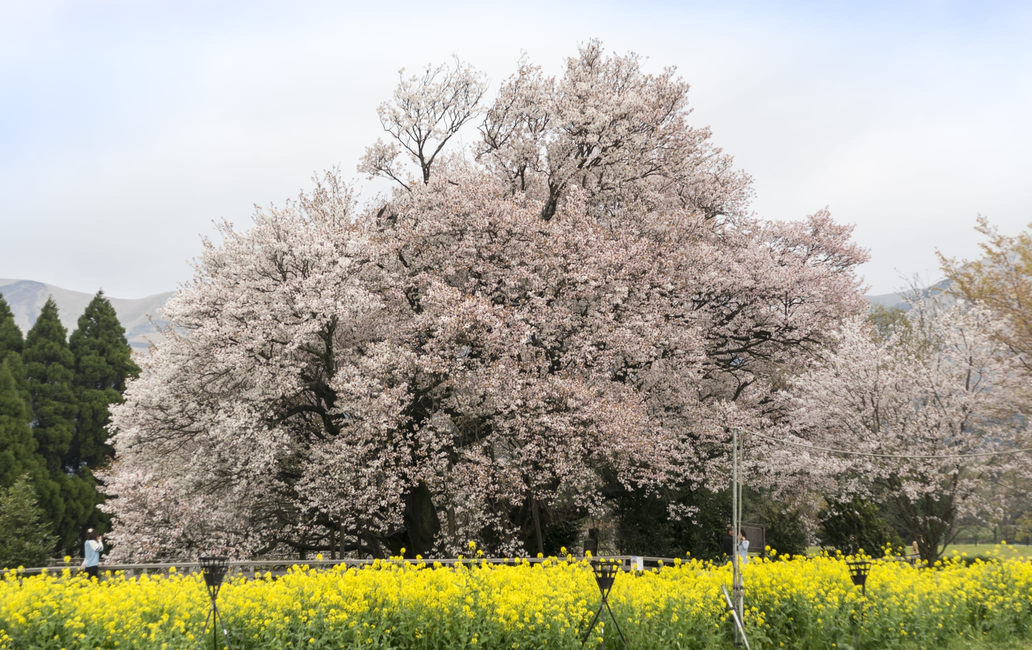 O Sakura at Isshingyo Park-SPR