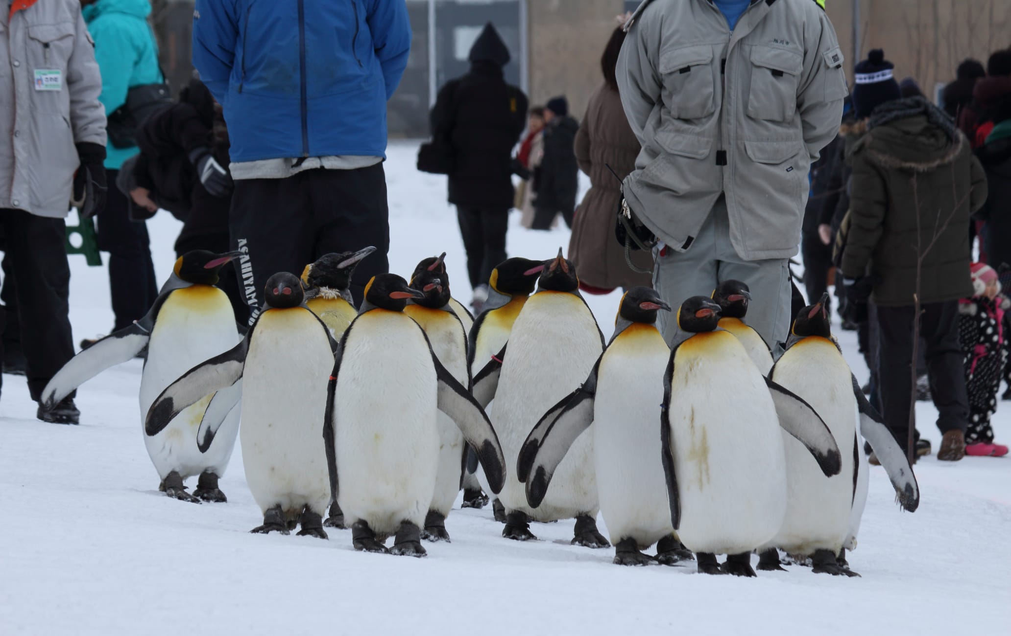 Asahikawa Municipal Asahiyama Zoo