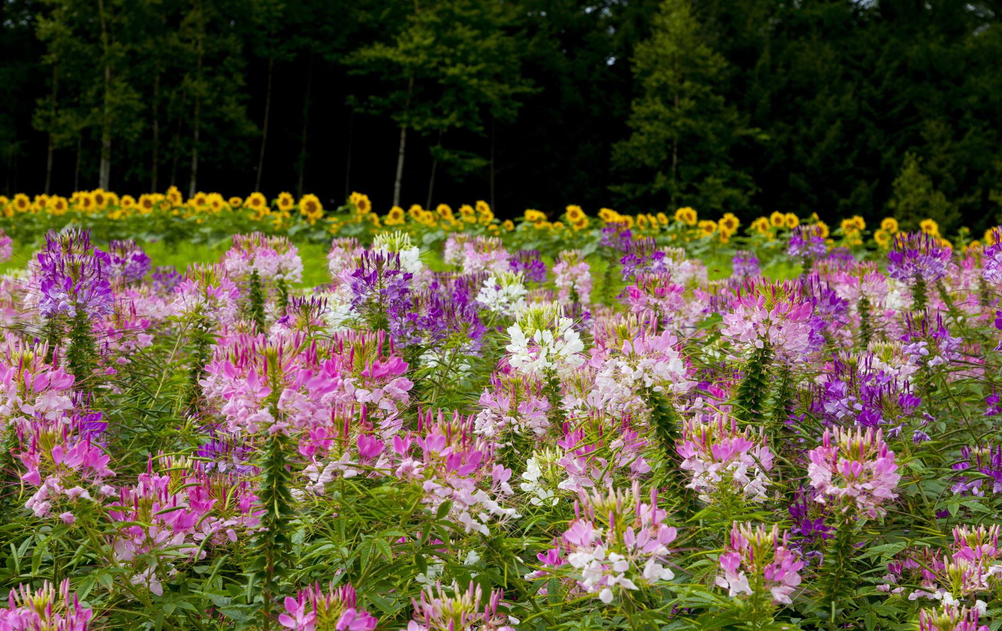 Furano Flower Fields