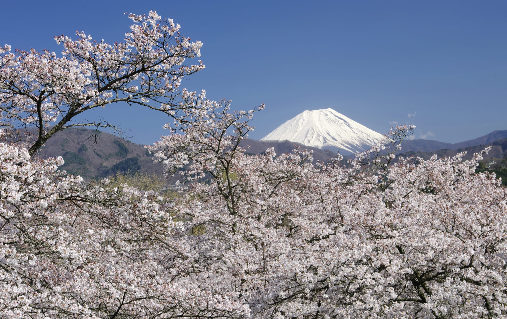 mt fuji & around