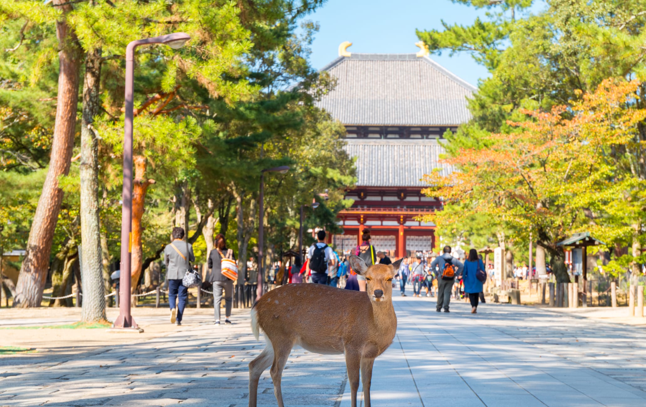 Todai-ji Temple