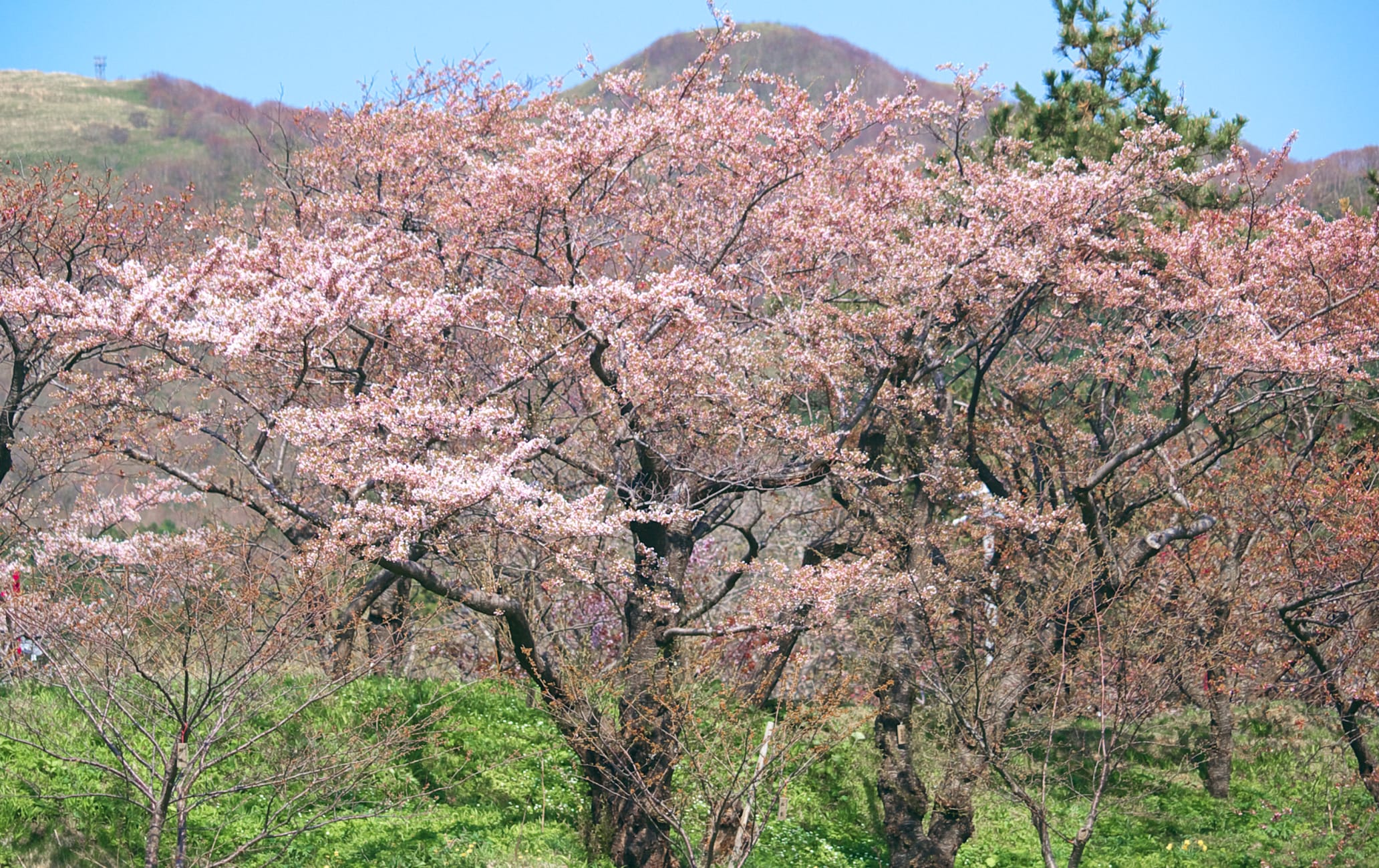 matsumae park