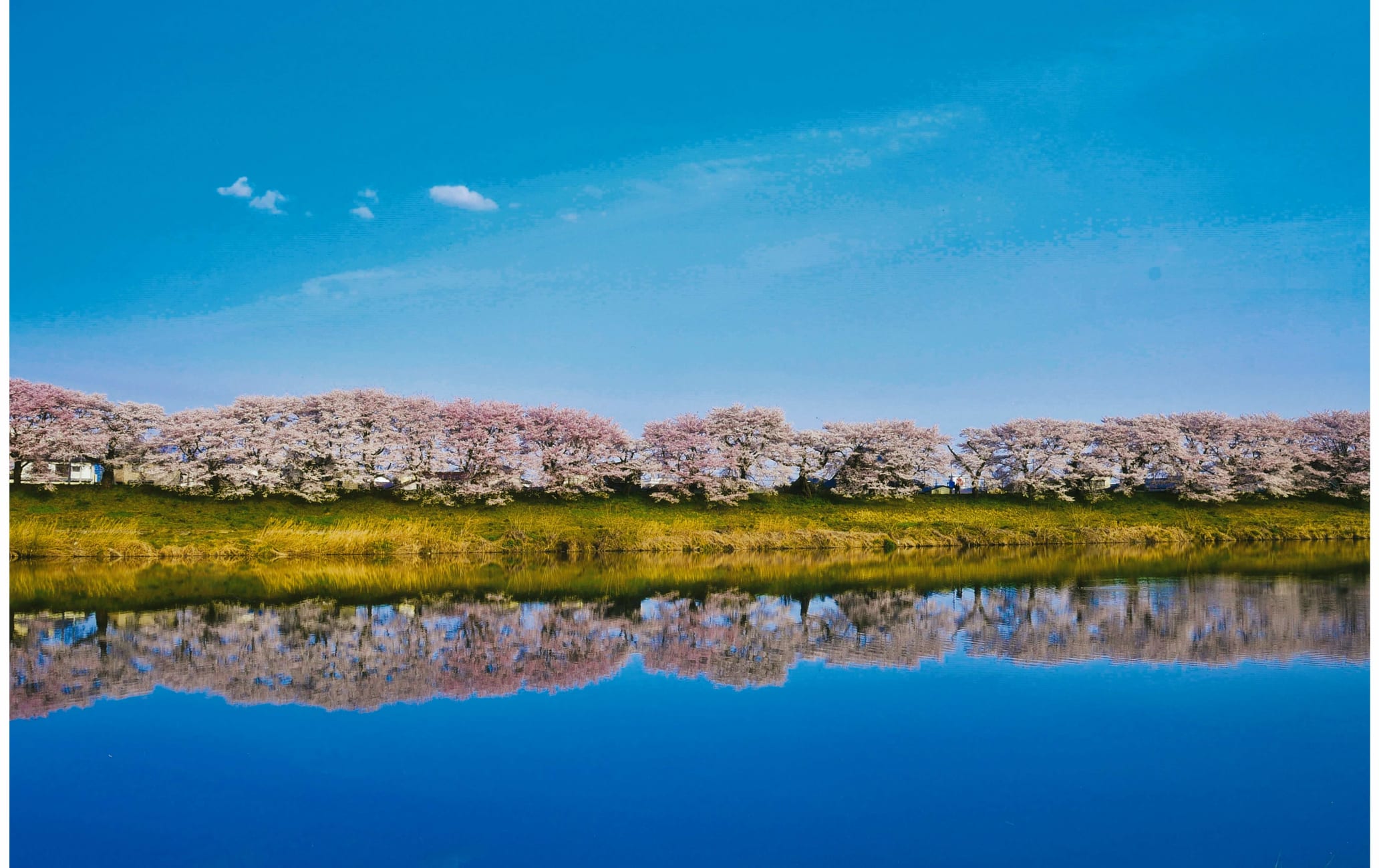 Hitome Senbon-zakura cherry blossom-SPR