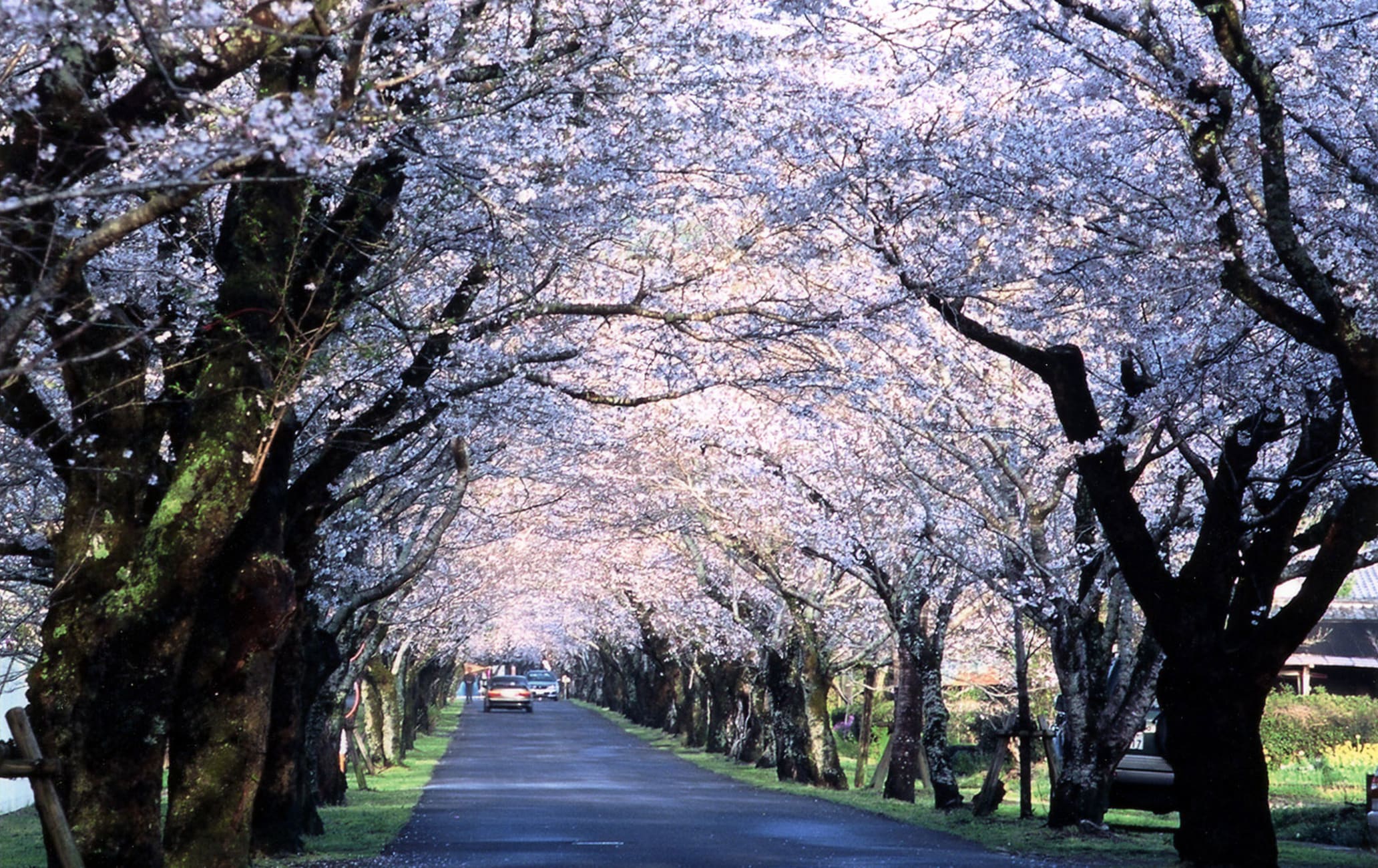 Mochio Park-cherry blossom
