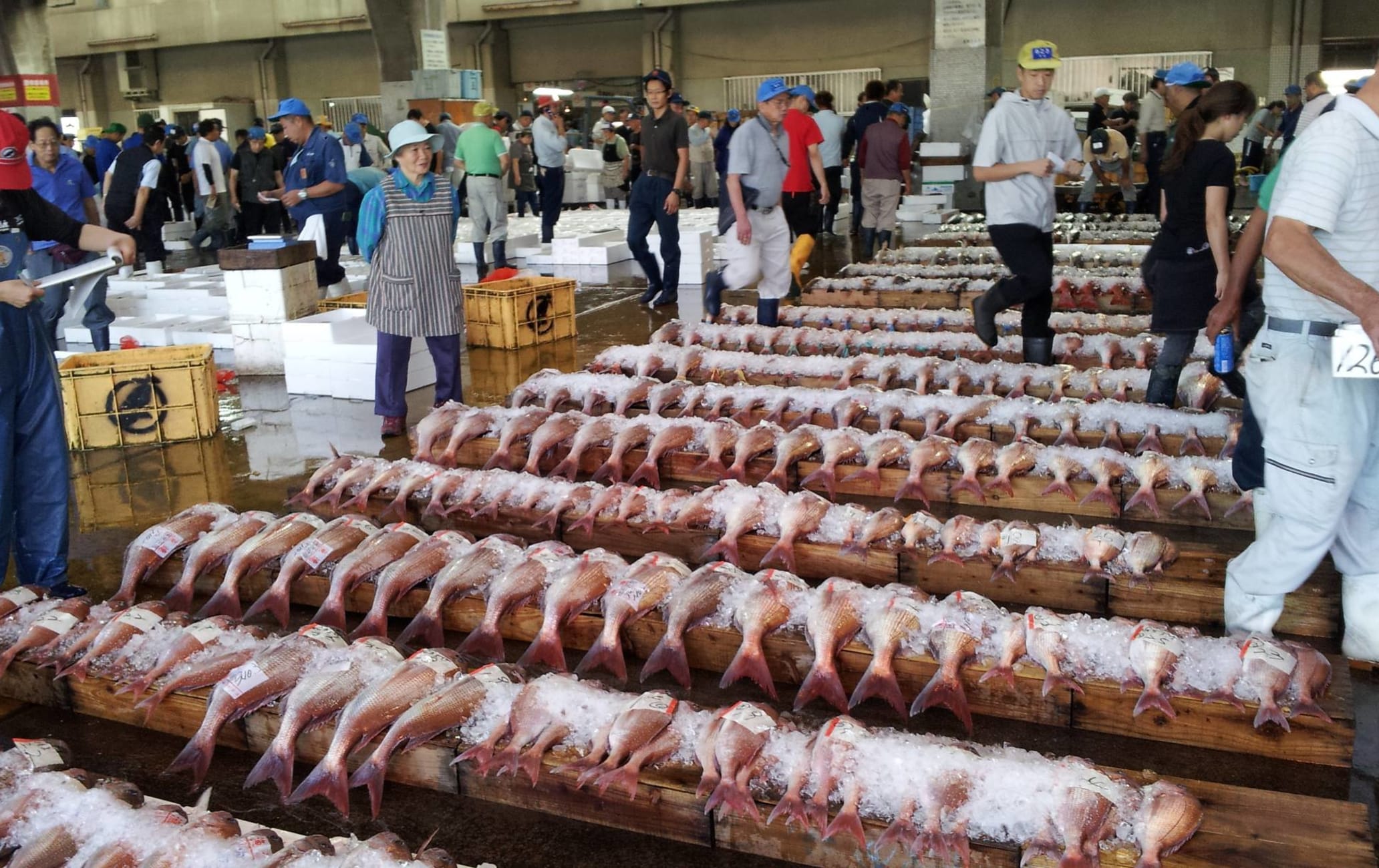 kagoshima fish market tour