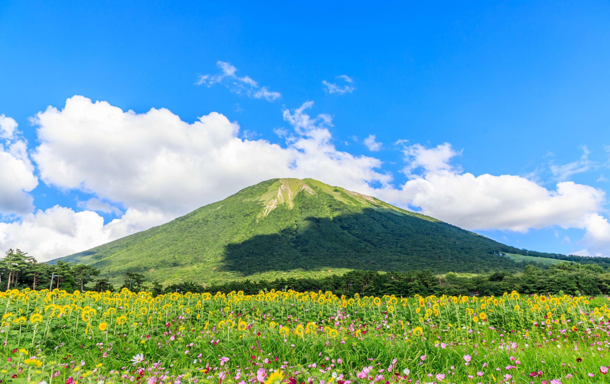 animê cenário do uma caminho através uma floresta com flores e