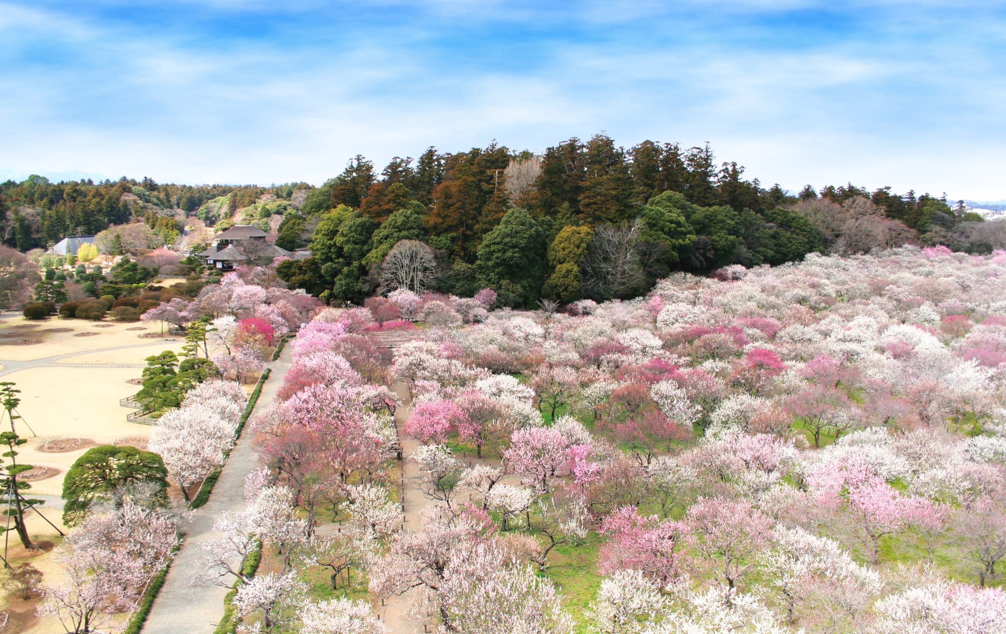 Plum Blossom Festival Japan 2024 Afton Prissie