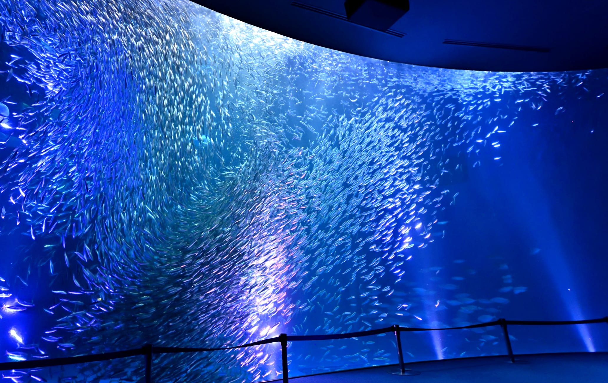 Beluga whales create art in Japan aquarium