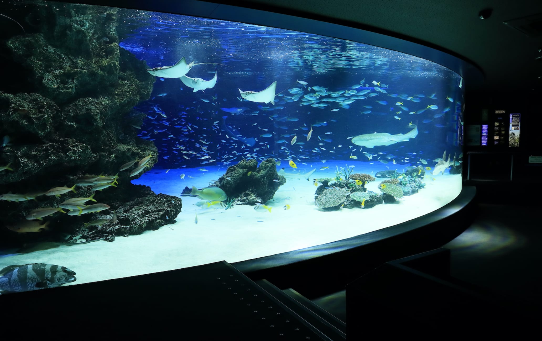 Nearest fish tank hot sale shop