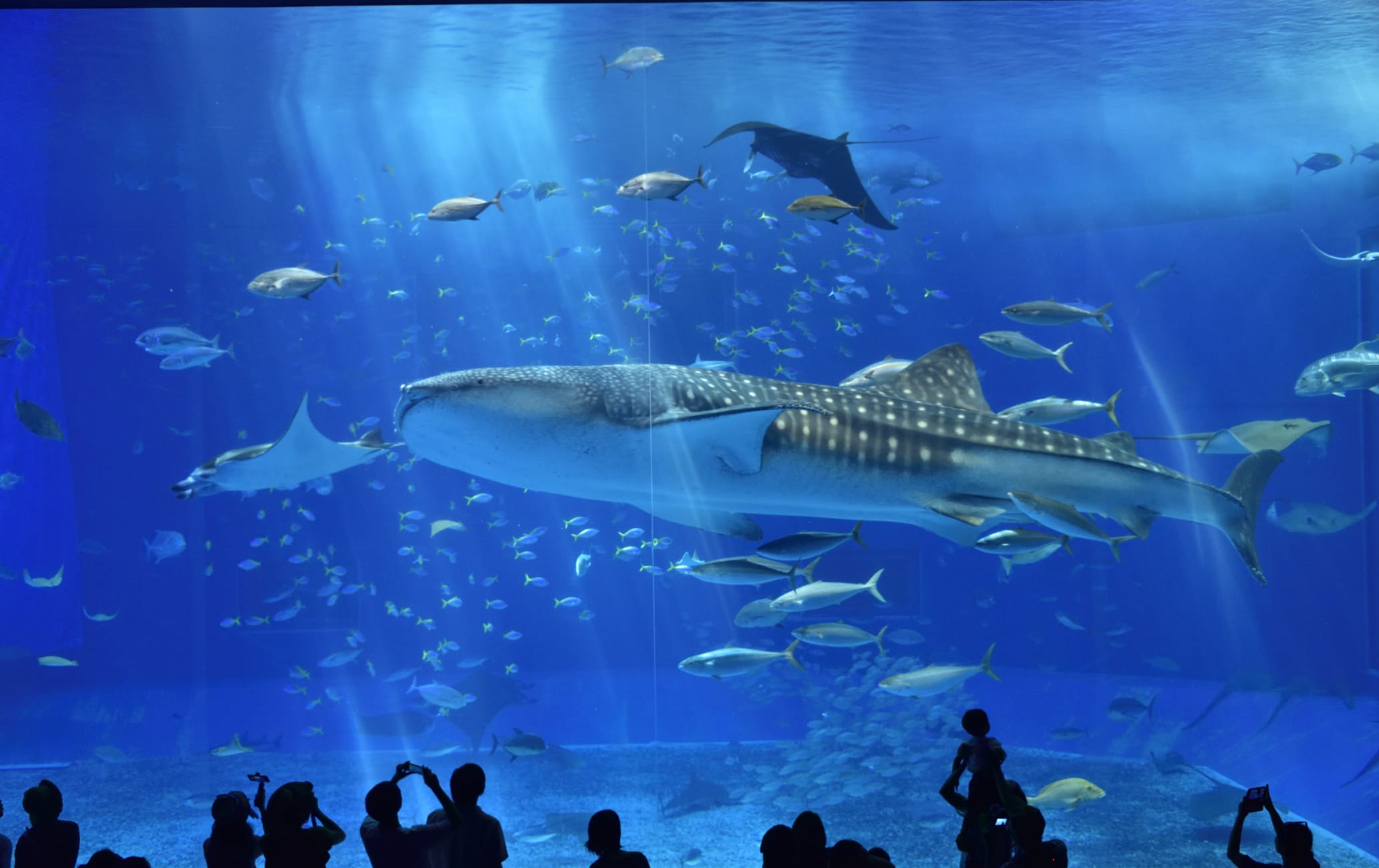 Okinawa Churaumi Aquarium