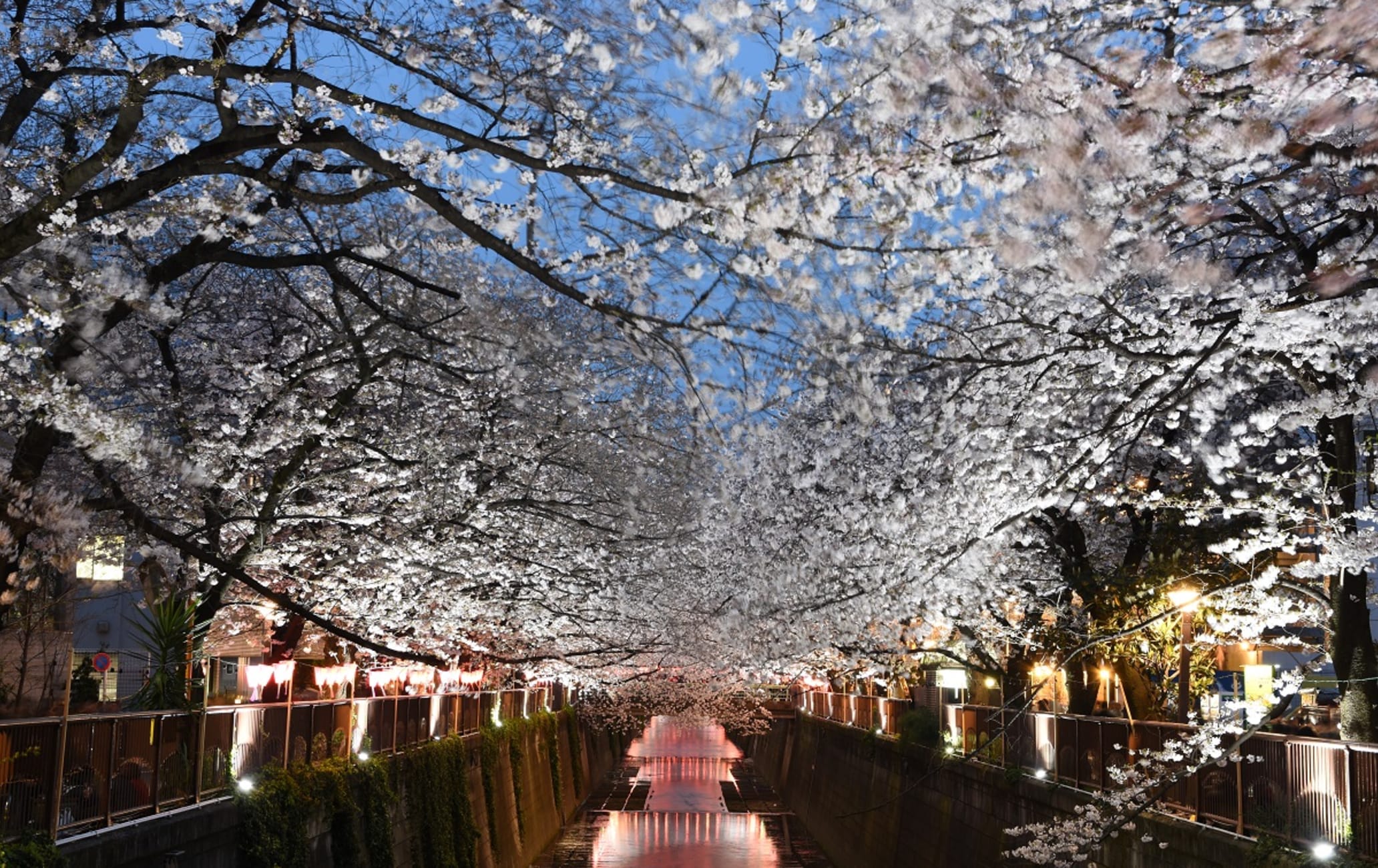 Nakameguro Cherry Blossoms