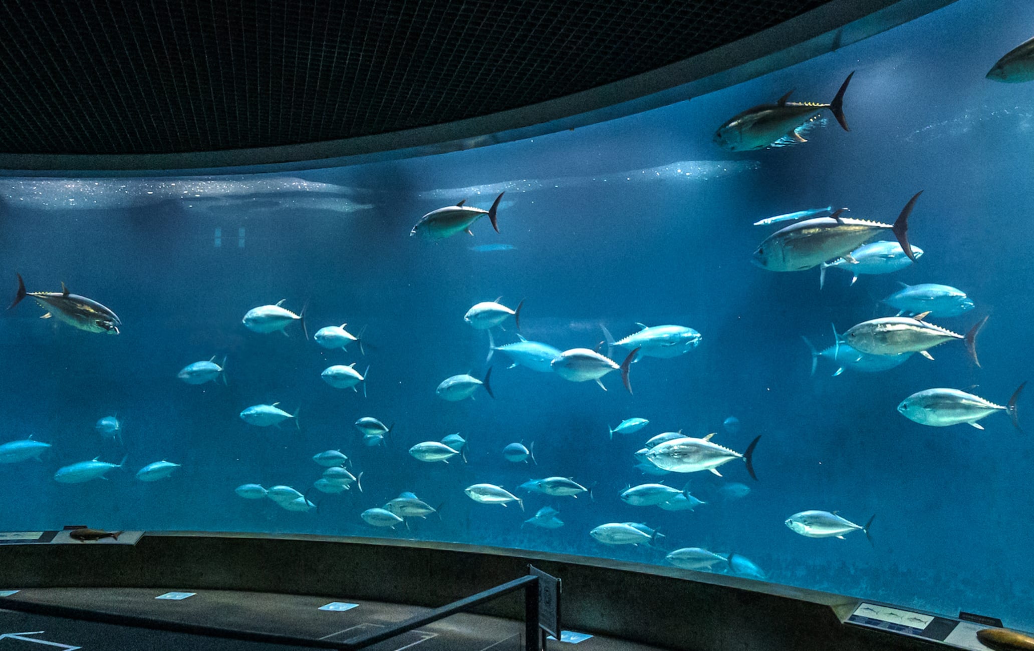 Tokyo Sea Life Park Tokyo Attractions Travel Japan JNTO