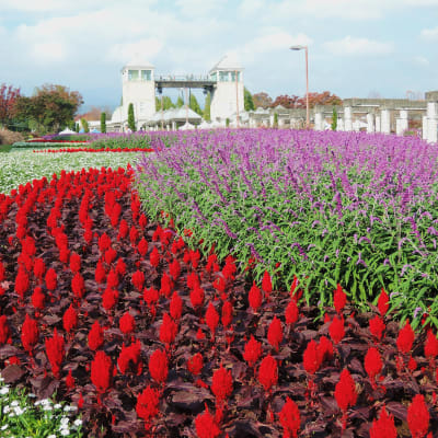 Parque floral de Gunma