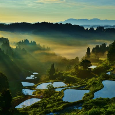terraced rice fields in kamou