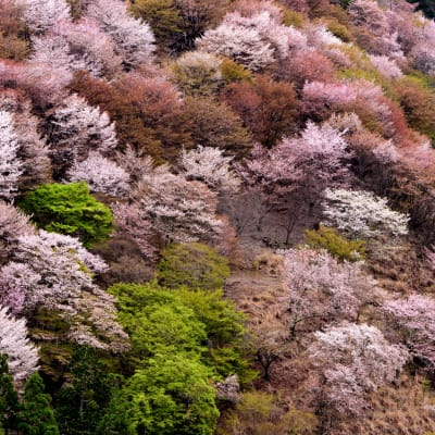 The Sakura Trail—Mt. Yoshino, Nara and Kyoto