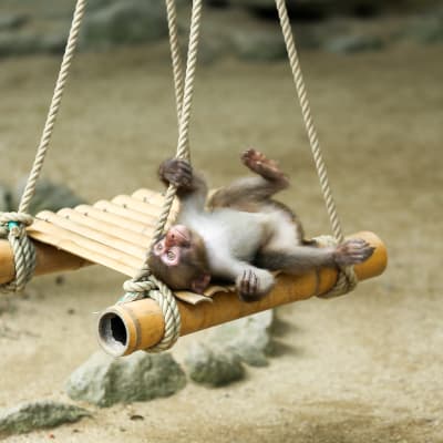 Parc aux singes de Takasakiyama