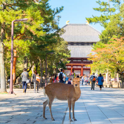 Nara-Park