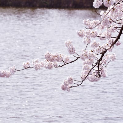 Lễ hội Anh đào Yamagata