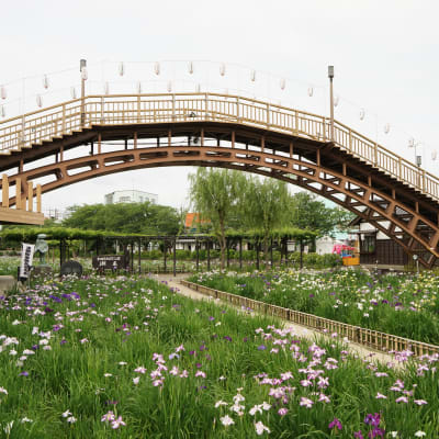 Festival de Suigo Itako Iris